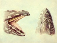 Голова серого кита