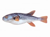 Полосатая собака-рыба Takifugu xanthopterus