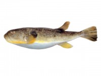 Северная собака-рыба Takifugu porphyreus