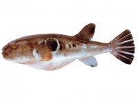 Красноногая собака-рыба Takifugu rubripes