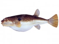 Белоточечная собака-рыба Takifugu niphobles
