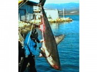 Сельдевая акула