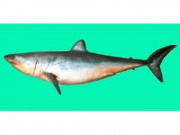 Серо-голубая акула