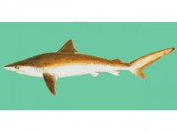 Короткохвостая серая акула