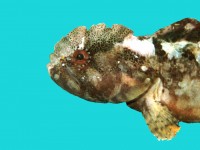 Усатый морской петушок