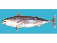 Макрелевый тунец