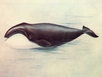 Гренландский кит Balaena mysticetus