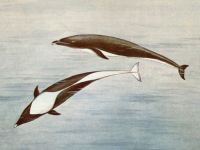 Северный китовидный дельфин Lissodelphis borealis