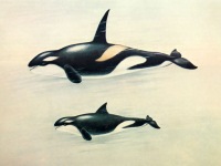 Косатка Orcinus orca