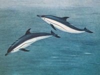 Дельфин-белобочка Delphinus delphis