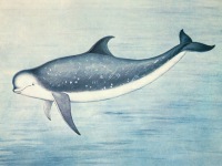 Серый дельфин Grampus griseus