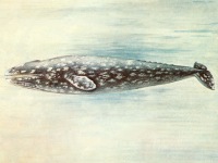 Семейство Серые киты Eschrichtiidae