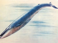 Синий кит Balaenoptera musculus