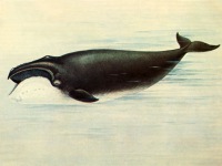 Южный кит Eubalaena glacialis